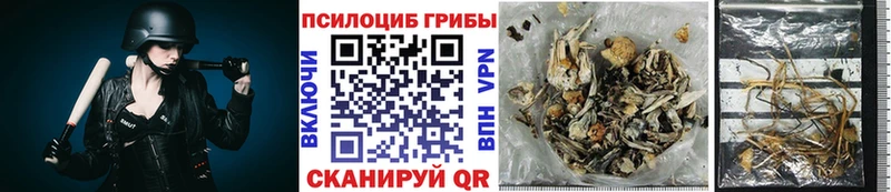 Псилоцибиновые грибы Psilocybe  Арсеньев 